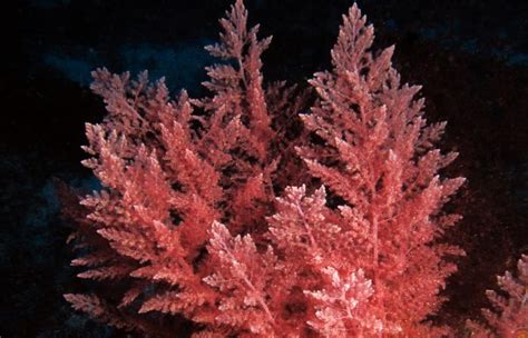 Asparagopsis taxiformis (Red Algae) - Atlantis Gozo