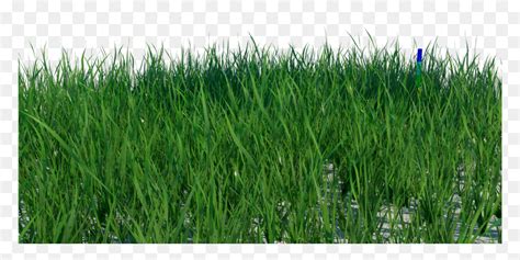 Transparent Grass Blade Texture Png - Short Grass Texture, Png Download - vhv