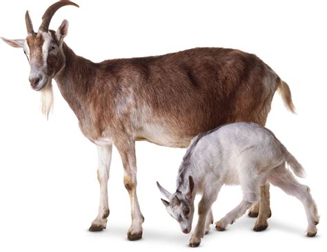 Goat Facts For Kids | What Are Goats? | DK Find Out