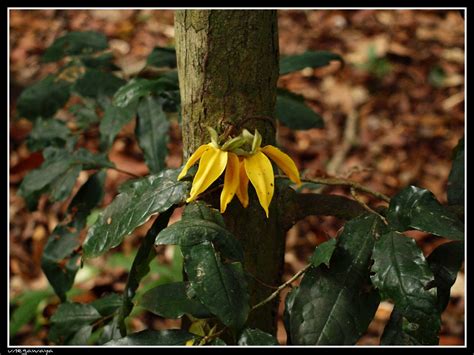 Flower in Gabon / Fleur au Gabon | Gabon, Loango National Pa… | Flickr