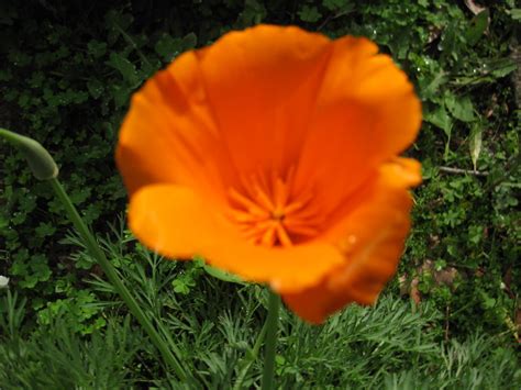 a harper's garden: The Healing Grace of California Poppy