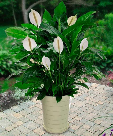 Peace Lily Plant Care: The Ultimate Guide