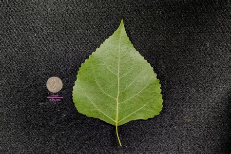 Poplar, Cottonwood, Aspen (Populus) - a quick guide w/ photos.