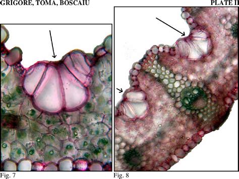 Figure 7 from Ecological implications of bulliform cells on halophytes ...