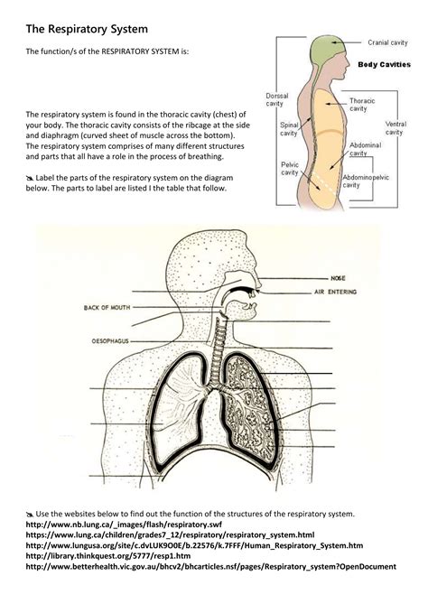 Respiratory System Diagram Labeled With Functions