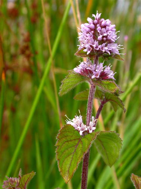 Mentha aquatica L. | Plants of the World Online | Kew Science