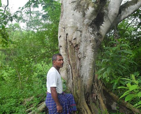 Documentary film on Forest Man Jadav Payeng of Assam gets award at Cannes – TwoCircles.net