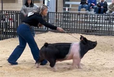 Viral video: Texas pig competing in livestock show becomes TikTok hit