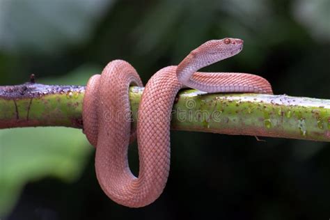 Mangrove Pit Viper Coiled Around a Tree Branch Stock Photo - Image of ...