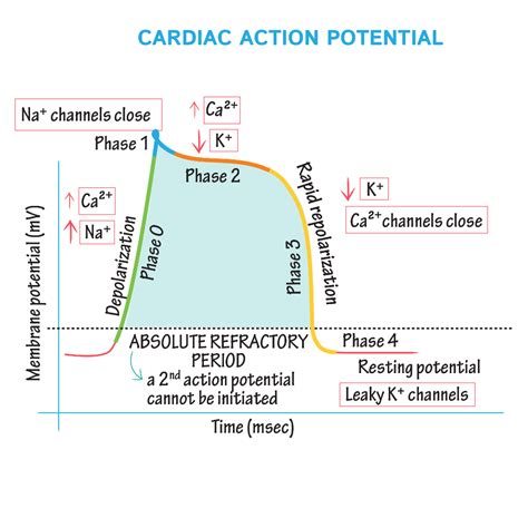 Physiology Glossary: Cardiac Muscle Action Potential | Draw It to Know It | Physiology ...