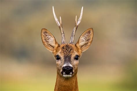 Il capriolo (Capreolus capreolus)