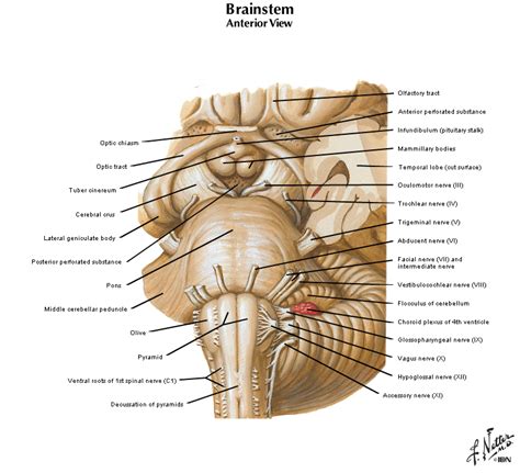 Brainstem Gross Anatomy