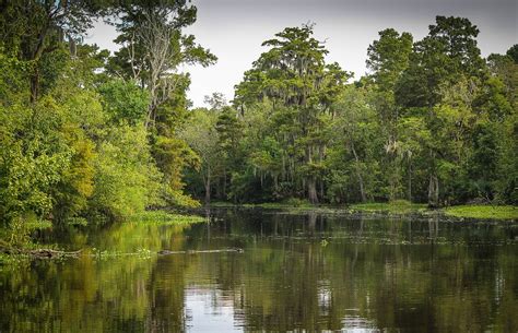 Bayou Swamp Marsh - Free photo on Pixabay - Pixabay