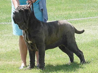 World's Biggest Dog Hercules Pictures