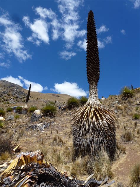 Real Monstrosities: Queen of the Andes