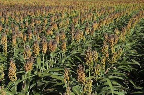 Sorghum: It's Still a Thing | Aaron Smith