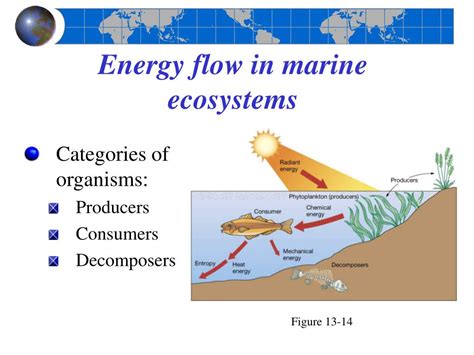 Energy Flow In Ecosystem / Energy Flow in an Ecosystem, Class 8 Biology | Digital ... / Energy ...