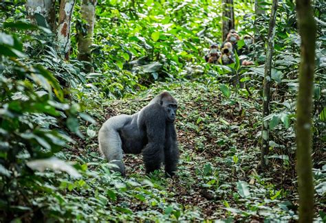 The Congo - Rainforest Wildlife of Africa's Hidden Heart - Naturetrek