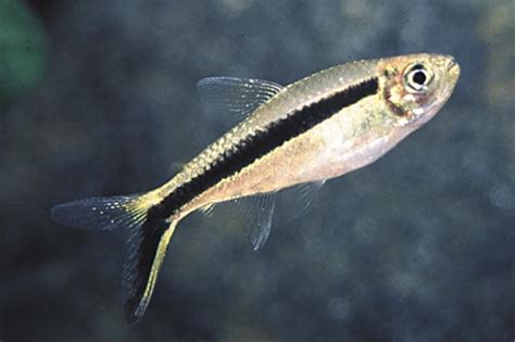 PENGUIN TETRA regular - Bluegrassaquatics.com