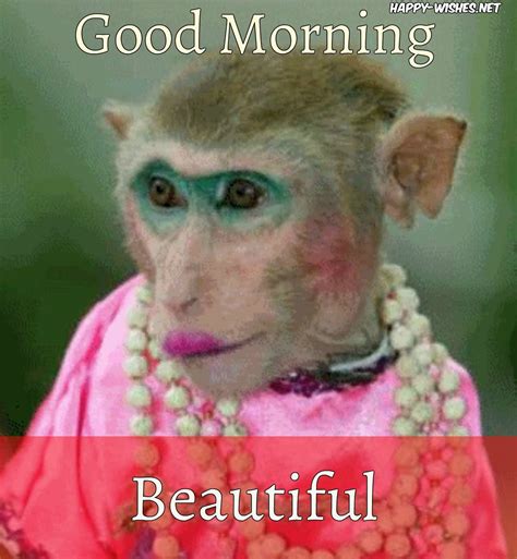 8 Good Morning Wishes With Monkey Images Funny Good Morning Memes, Good Morning Funny Pictures ...