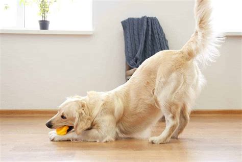 Dog tail length, shape, position can indicate dog breed