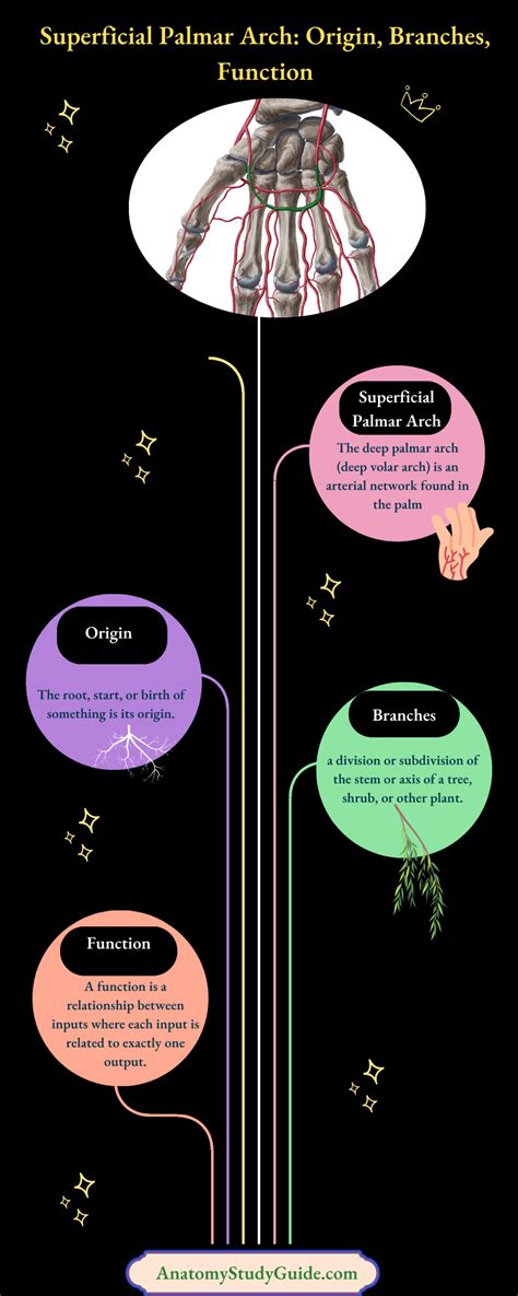 Superficial Palmar Arch: Origin, Branches, Function - Anatomy Study Guide