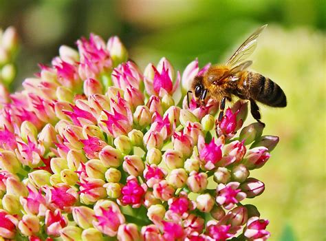 Pollinators: Nothing to Sneeze At | Espoma