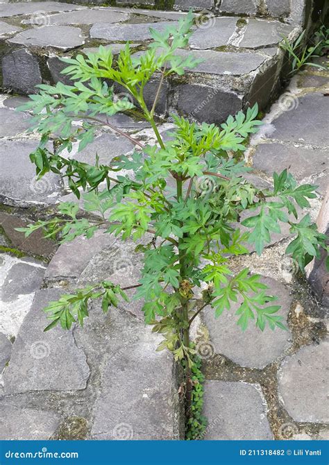 Kenikir Leaves for Food Grow in the Stone Pathways Stock Photo - Image of shrub, garden: 211318482