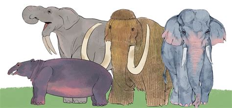 Tracing The Evolutionary History of Elephants - Wildlife SOS