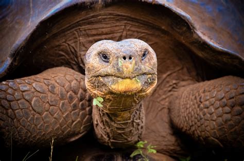 Giant Galápagos Tortoise Believed Extinct for Over 100 Years Spotted - InsideHook