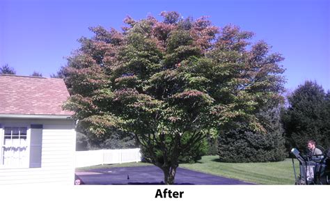 Gallery - Chester County Tree Services