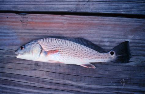 NOAA Red Drum | Panhandle Outdoors