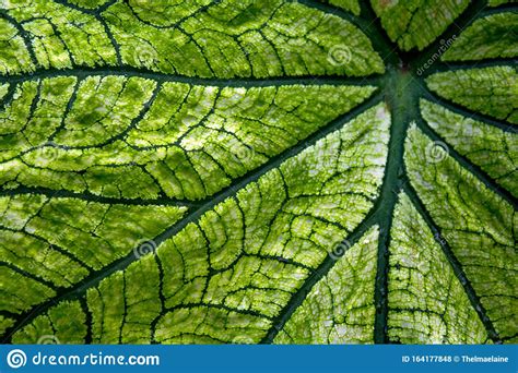 Closeup of a Leaf Showing Structure of Veins Stock Photo - Image of ...