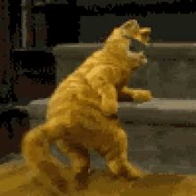 Cat Twerk GIFs | Tenor