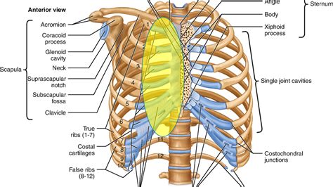 Costochondral Junction Syndrome