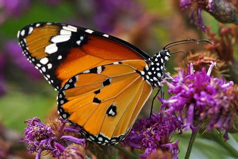 Plain Tiger or African Monarch | Beautiful butterfly photography, Beautiful butterflies ...