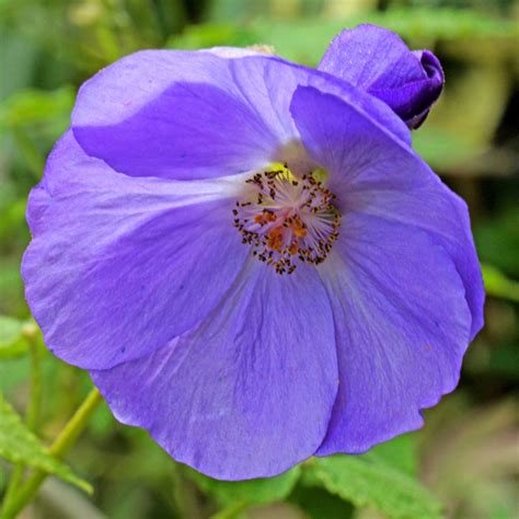 Unusual Blue Flowering Maple Abutilon vitifolium - 15 Seeds