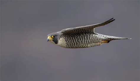 Falcon Species (Falconiformes) Information | Earth Life