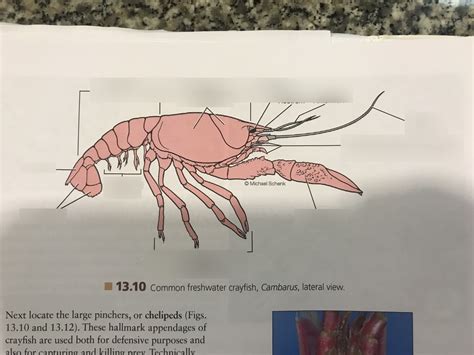 Phylum Arthropoda Class Malacostraca Diagram | Quizlet