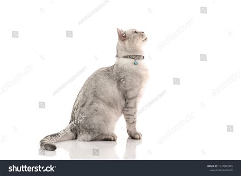 3,428 Cat Side Looking Down Images, Stock Photos & Vectors | Shutterstock