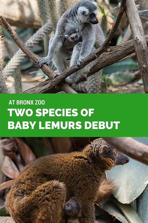 MOMMY BLOG EXPERT: Three Lemur Babies Debut at Bronx Zoo The Madagascar! Exhibit New York