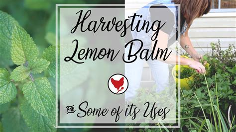 HARVESTING LEMON BALM & SOME OF ITS USES - YouTube