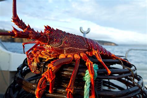 "Big Crayfish on a Pot at Marion Bay in Tasmania" by andychiz | Redbubble