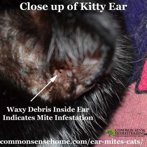 Ear Mites in Cats - Easy Treatment, Plus Common Questions | Trent | Pinterest