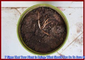 7 Signs That Your Plant Is Dying: What Should You Do To Save It - BHG