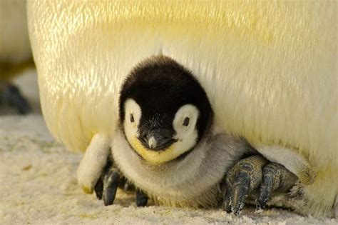 240+ Penguin Names (Cute, Funny, Good, and Famous Names)