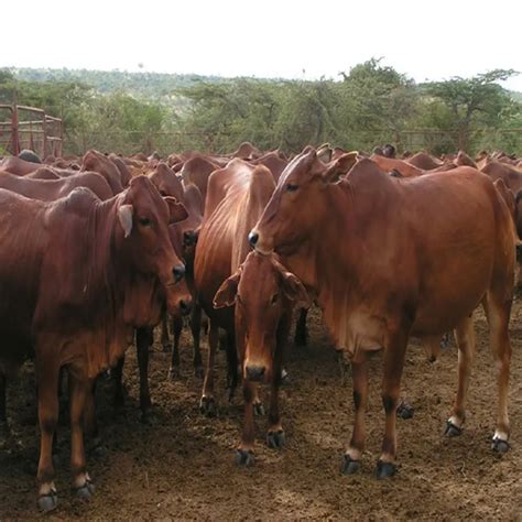 Sahiwal Cow at 45000.00 INR in Karnal, Haryana | Umed Dairy Farm