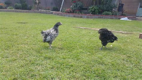 My hen started crowing! Is she a rooster??? | BackYard Chickens - Learn ...