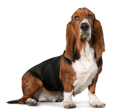 Breed of the Week: Basset Hound - Paws Playgrounds