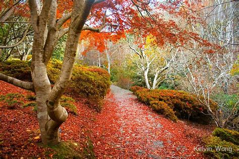 "Autumn at Mount Lofty Botanic Garden" by Kelvin Wong | Redbubble